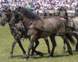 broodmare Miranda vom Köhlerberg (Duelmener, 1995, from Wieland vom Köhlerberg)