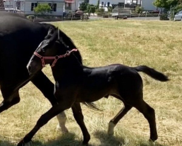 horse Thora vom Köhlerberg (Alt-Oldenburger / Ostfriesen,  )