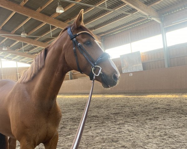 dressage horse Bolivia (Hanoverian, 2011, from Belissimo NRW)