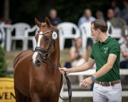 horse Namica (Deutsches Reitpony, 2020, from Fs Numero Uno)