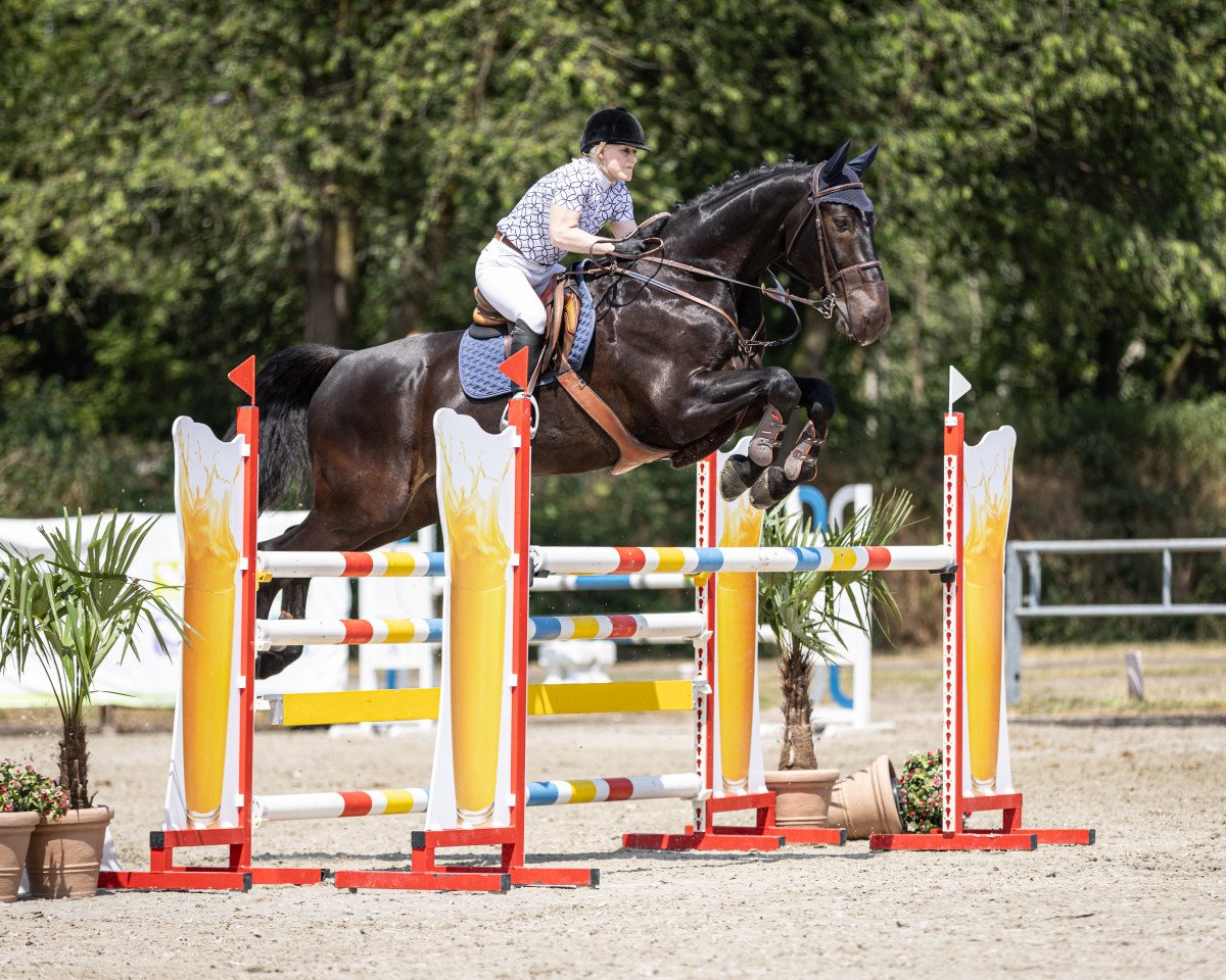Springpferd Quintessence B (Hannoveraner, 2013, von Quinturo 2)
