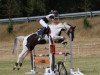 jumper Hahnenhofs Rockadera (Zangersheide riding horse, 2016, from Hahnenhofs Rox du Rouet)