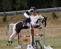 jumper Hahnenhofs Rockadera (Zangersheide riding horse, 2016, from Hahnenhofs Rox du Rouet)