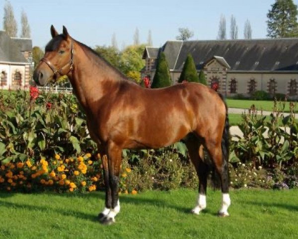 stallion Syriac (French Pony, 2006, from Machno Carwyn)