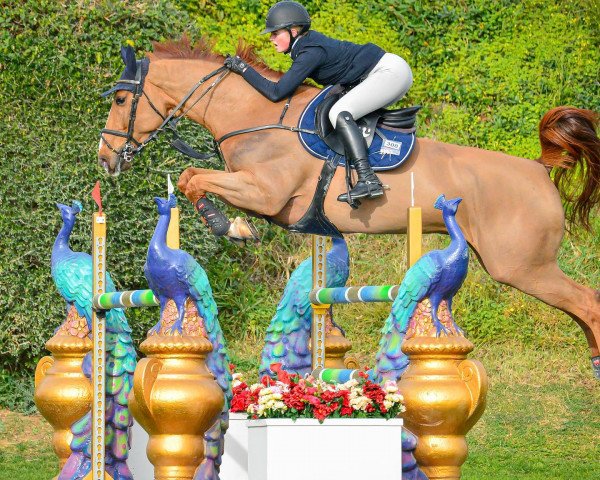 Springpferd Kidoki D'Ecaussinnes (Belgium Sporthorse, 2016, von Diamant de Semilly)