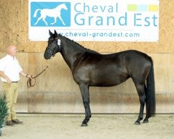 Springpferd Farakan de Kelbry (Selle Français, 2015, von Vincy du Gue)