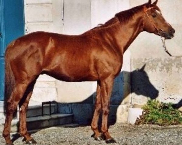 Deckhengst Rosy Fast AA (Anglo-Araber, 1992, von Roseau d'Or AA)