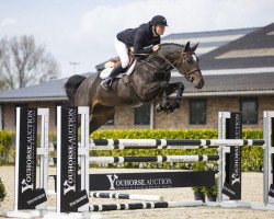 jumper Delphine Von Rocherath Z (Zangersheide riding horse, 2017, from Dieu-Merci van T&L)