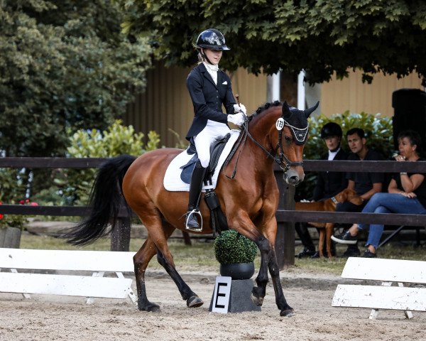 Zuchtstute Ronja Rõubertochter Lr (Deutsches Reitpony, 2013, von Dimension AT NRW)