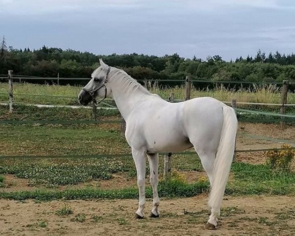 stallion Sornet de la Folie (Selle Français, 2006, from Cornet Obolensky)