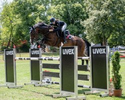 jumper Lantprinz (German Sport Horse, 2013, from Lantino 25)