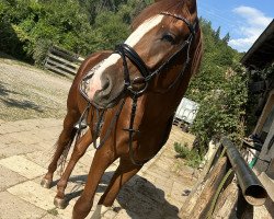 stallion Thiago WV (German Sport Horse, 2020, from Birkhof's Topas FBW)