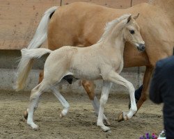 dressage horse Vridolin (German Riding Pony, 2016, from Valerius)