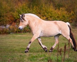 horse Glibings Manna (Fjord Horse, 2014, from Mosegårdens Hauge)