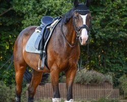 dressage horse Flair 220 (Hanoverian, 2007, from Frenchman II)