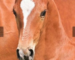 dressage horse Floris Hit SK (Oldenburg, 2023, from Fuechtels Floriscount OLD)