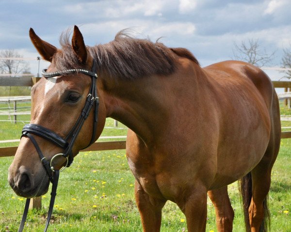 dressage horse Quando 72 (Hanoverian, 2018, from Quantensprung 3)