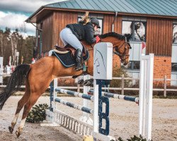 jumper Lightning TE (Hanoverian, 2017, from Lordanos)