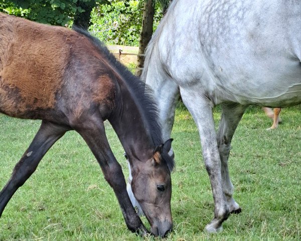 dressage horse Stute (Oldenburg, 2023, from Franklin)