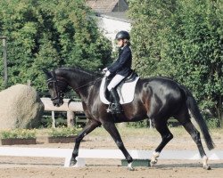 dressage horse Daliya (Westphalian, 2013, from Decurio 3)