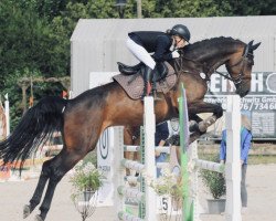 jumper Cyrano 187 (Oldenburg show jumper, 2017, from Cash and Carry)