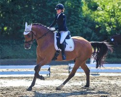 dressage horse Cascampino (Holsteiner, 2016, from Cascadello)