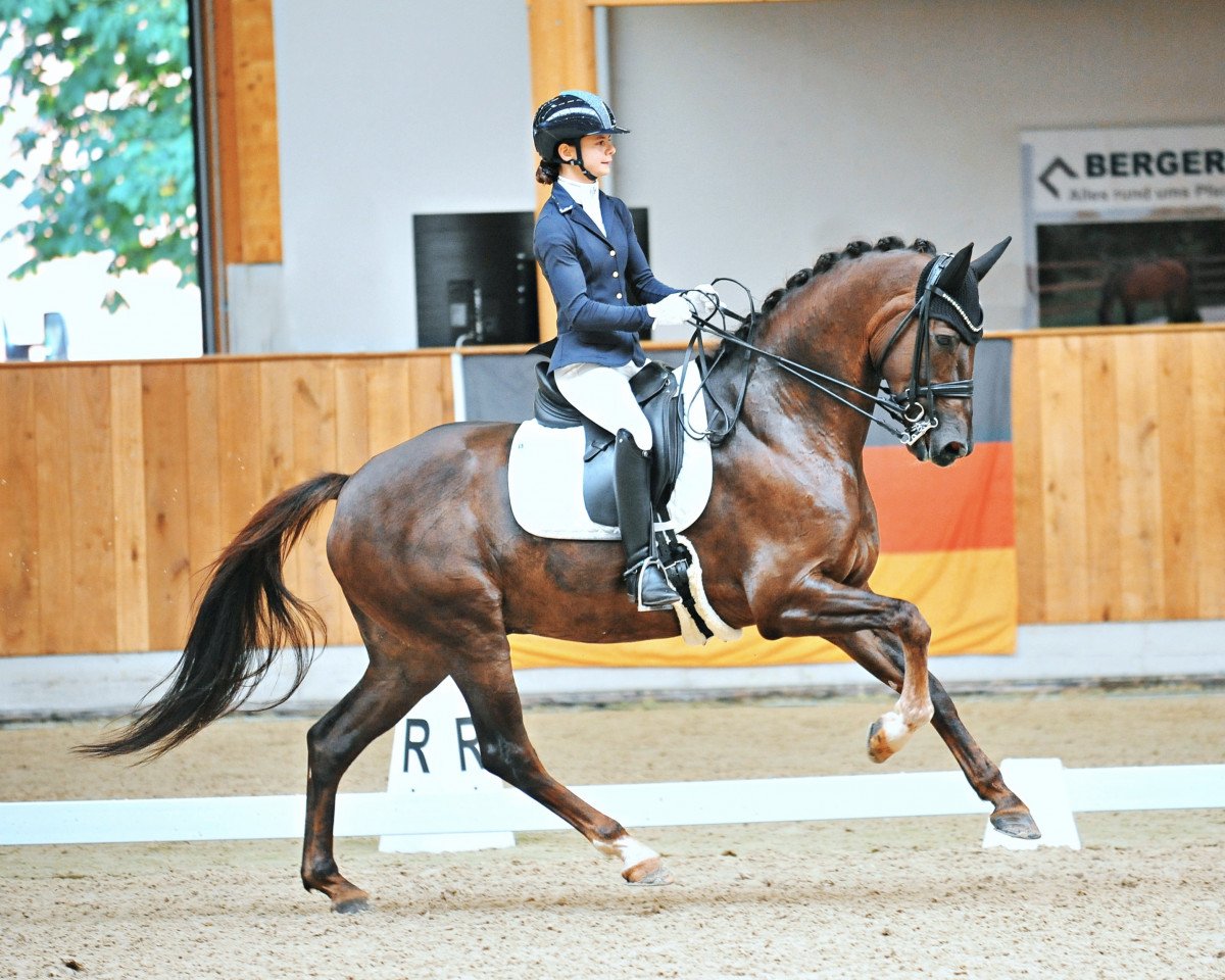 Dressurpferd Inspire 4 (KWPN (Niederländisches Warmblut), 2013, von Glock's Johnson Tn)