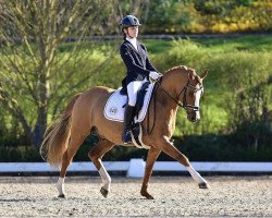 stallion Mister Dornik (German Riding Pony, 2004, from Dornik B)