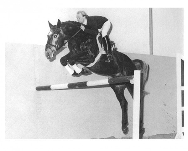 stallion Athlet Z (Hanoverian, 1981, from Almé)