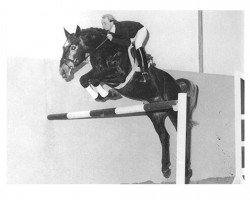 stallion Athlet Z (Hanoverian, 1979, from Alme)