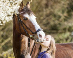 dressage horse Bijou 402 (German Riding Pony, 2006, from Durello)