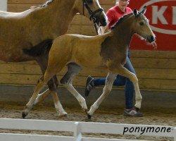 dressage horse Virginia (Deutsches Reitpony, 2016, from Valerius)