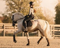 dressage horse Glücksklee Sh (German Riding Pony, 2018, from Golden West NRW)