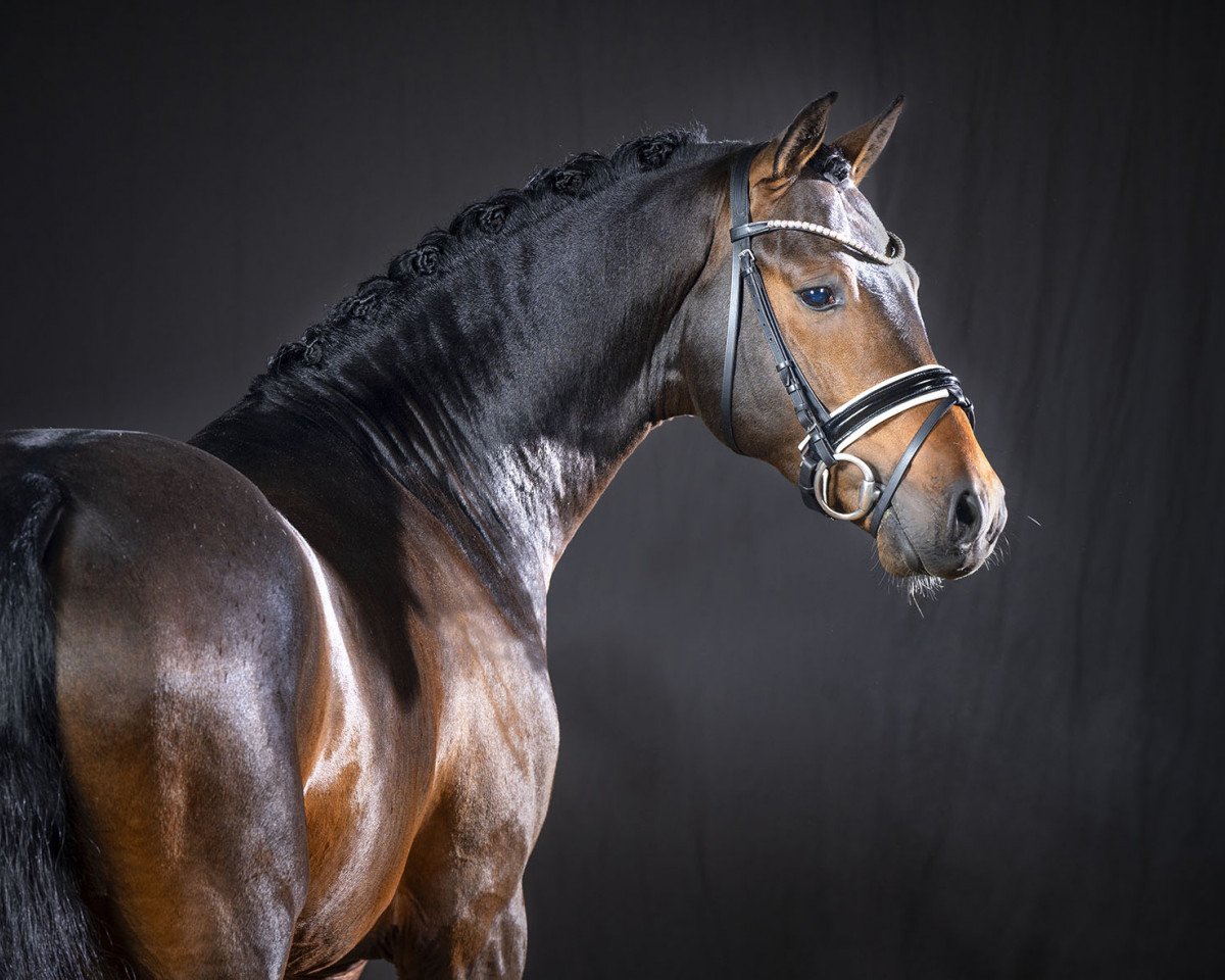Deckhengst Downtown Abbey (Deutsches Reitpony, 2018, von D-Power AT)