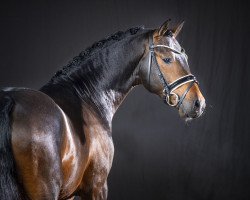 stallion Downtown Abbey (German Riding Pony, 2018, from D-Power AT)