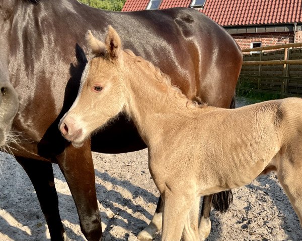 Dressurpferd Stute von D-Gold AT NRW / Mozart (Deutsches Reitpony, 2023, von D-Gold AT NRW)