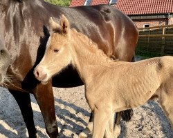 Dressurpferd Stute von D-Gold AT NRW / Mozart (Deutsches Reitpony, 2023, von D-Gold AT NRW)