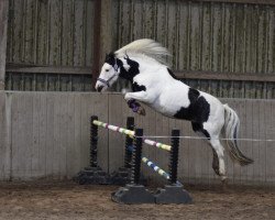 dressage horse Ricarda (unknown, 2012)