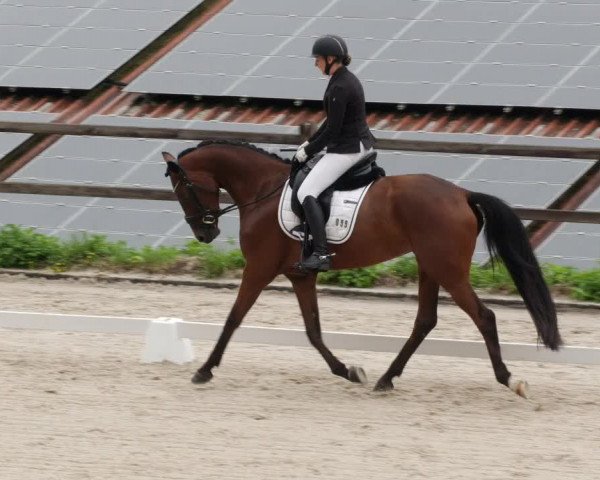 Reitturnier Bübinger Hof 2023