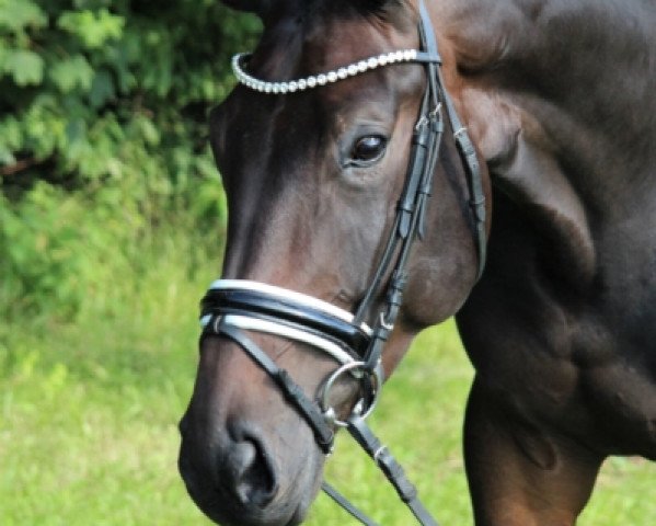 dressage horse Dajara (Hanoverian, 2016, from Don Frederico)