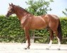 stallion Kassander van het Roosakker (Belgian Warmblood, 2010, from Echo van het Spieveld)