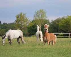 jumper Millenia SCH (14,74% ox) (Edelbluthaflinger, 2016, from Noventis)