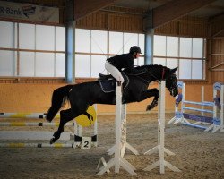 Springpferd Hammond J (Mecklenburger, 2016, von Hickstead White)