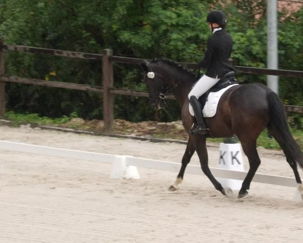 Reitturnier Bübinger Hof 2023