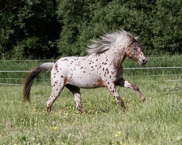 Pferd Tooske (Nederlands Appaloosa Pony, 2019, von Mick-J. van Stal‘t Hofke)