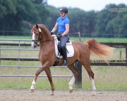 broodmare Bella Diva 3 (Westphalian, 2013, from Brisbane)