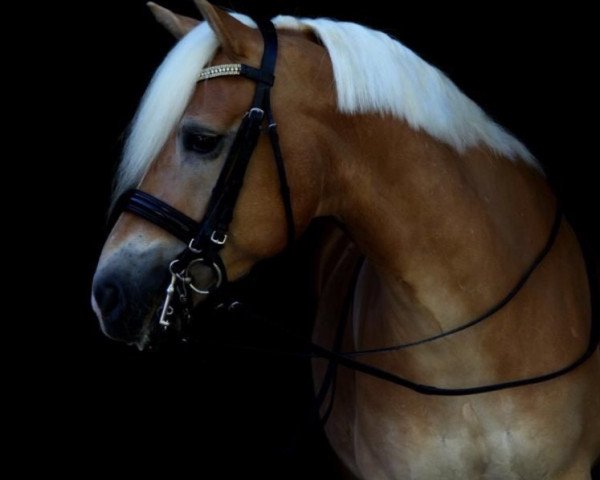 dressage horse Wolturi (Haflinger, 2014, from Wörthersee)