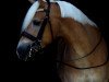 dressage horse Wolturi (Haflinger, 2014, from Wörthersee)