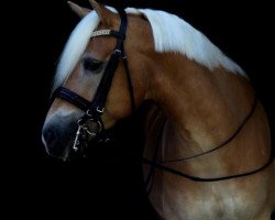 dressage horse Wolturi (Haflinger, 2014, from Wörthersee)