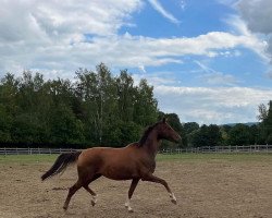 broodmare Quitschfidel (Hanoverian, 2018, from Quantensprung 3)